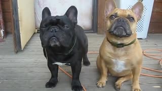 French bulldogs beggars