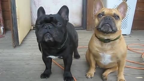 French bulldogs beggars