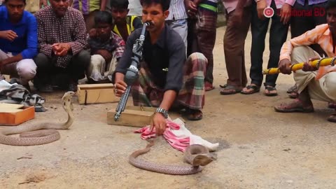 Cobra flute music played by the snake charmer | Street performer or busker