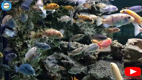 Exotic Fish Aquarium + Relaxing Music