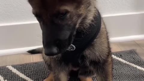 WATCH MY GERMANSHEPHERD PUPPY'SEARS STAND UP