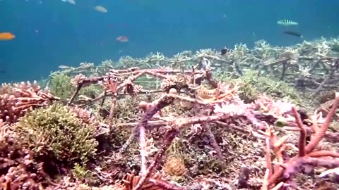 Indonesian ex-poachers restore corals they bombed