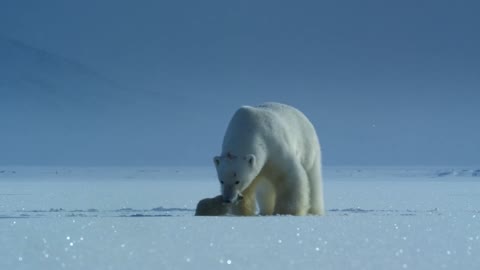 The bear save the snow day