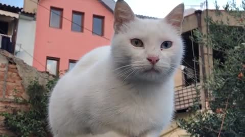 Beautiful white kitty with Heterochromia