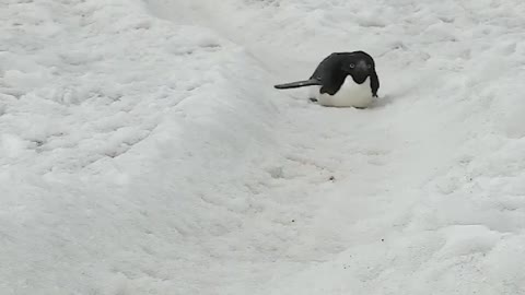 Tobogganing with spreading just one flipper. It's not hurt 🤗