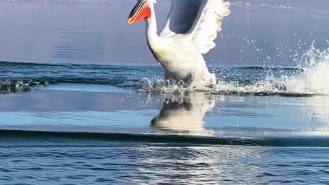 The stunning Dalmatian pelicans of northern Greece!