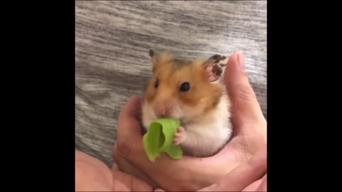 Funniest Hamsters Of All Time - Best Compilation #7