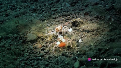 Marine Mysteries: Unsolved Enigmas of the Deep Sea