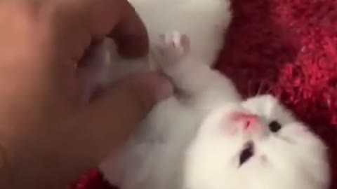 Baby cats joy