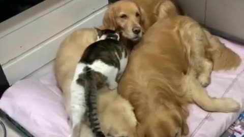 Watch the cat with the dogs