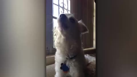 A funny dog song