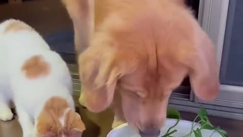 The dog that saved a fish from the cat