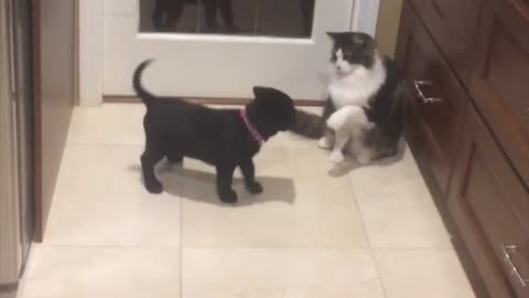 Cat teases puppy with her flicking tail, watch the outcome