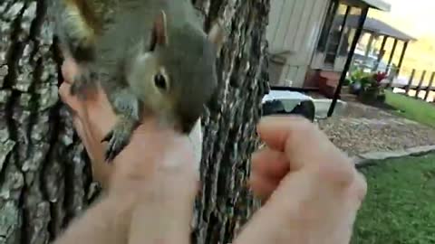 Rescued Baby Squirrel || ViralHog
