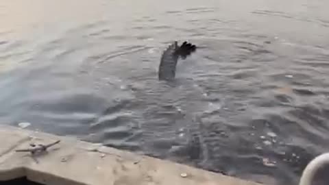 Crocodile Crashes Boat Party. Must Watch.