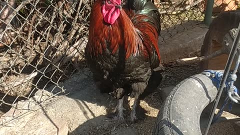 Spring sun and chicken 😍🐓🐔