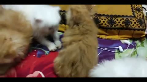 Cheapest Exotic persian cat market in india 😱😱 low price persian cat cheapest pet market in india