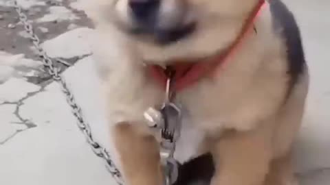 Funny dog sounds