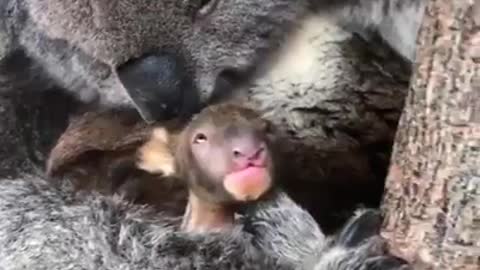 Koala mommy