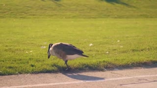 Goose Crossing The Runners Lane