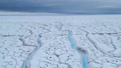 Around 80°N - Svalbard (Beluga whale, Polar Bear, Wildlife)