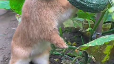 rabbit eating cucumber