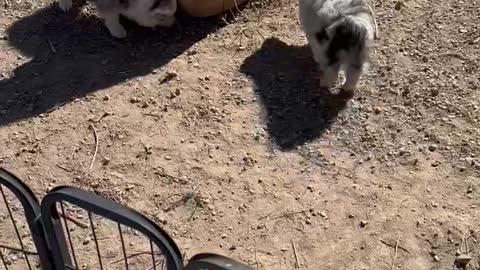 Cat in puppies pen