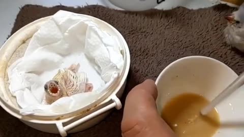 how to feed a baby sparrow
