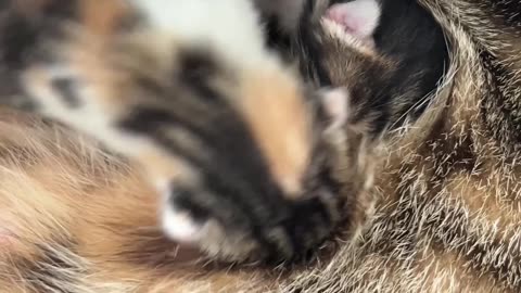 Kittens Fight Over Mom's Milk