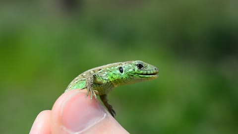 Holding a small lizard