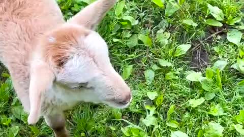 Lamb puppies that will make your day