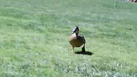 Funny duck dancing