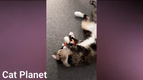 Funny and Cute Cat video