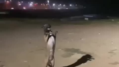 Dog dance /Funny dog dance