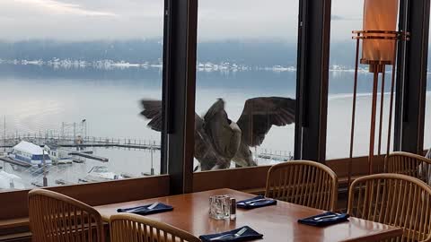 Grappling Geese Spotted Outside Restaurant Window