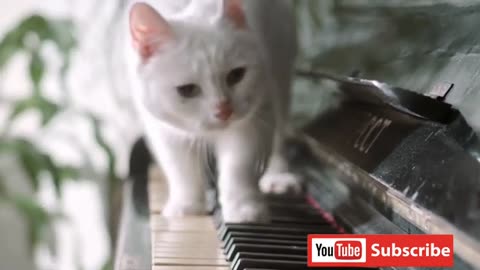 Funny animal video 😂 Hahahha#funny #cat #strange