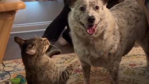 Cat Dog viral funny video 🤣🤣