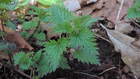 Stinging Nettle — The Most Nutritious Plant On Earth?