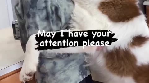 May I Have Your Attention Please ? Huge Saint Bernard With Owner. Cute Dog Video