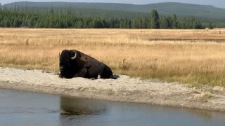 Bison at Yellowstone