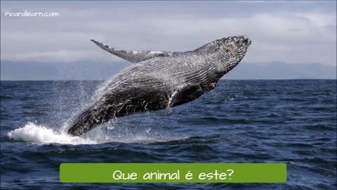 Animals in Portuguese Exercise
