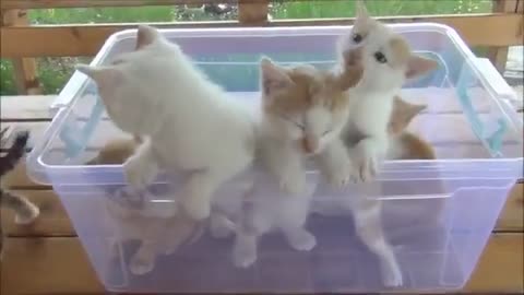kittens Funny videos