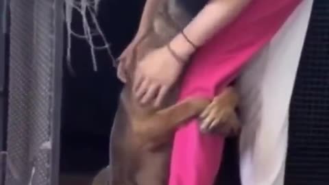 Oh my. This precious dog’s reaction to being rescued.