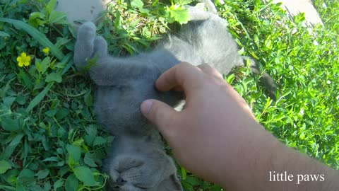 Happy young gray kitten purring