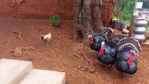 Feathered Fury! Rooster Defends Flock Against Savage Turkey Attack