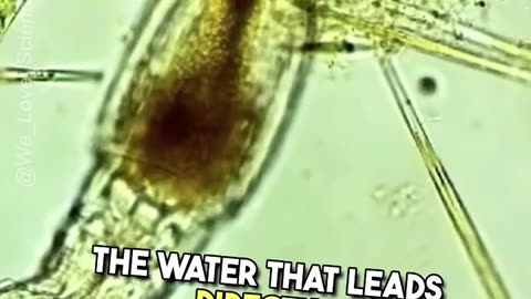 What Do Rotifers Use Their Cilia For?