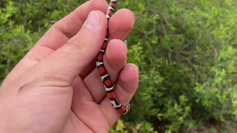 Harmless Scarlet Kingsnake