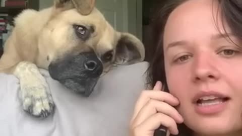 Dog Gets Excited as Owner Says His Favourite Words While Pretending to Talk on Phone - 1343610