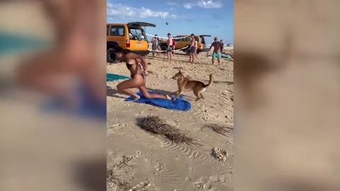 Dog bite a girl which sunbathing