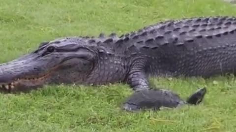Incredible Crocodile eating food 🐊🍲